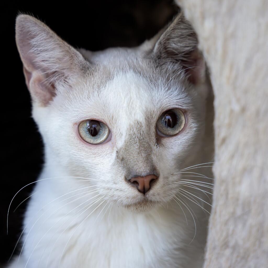 Tito - Animal ID: 1744