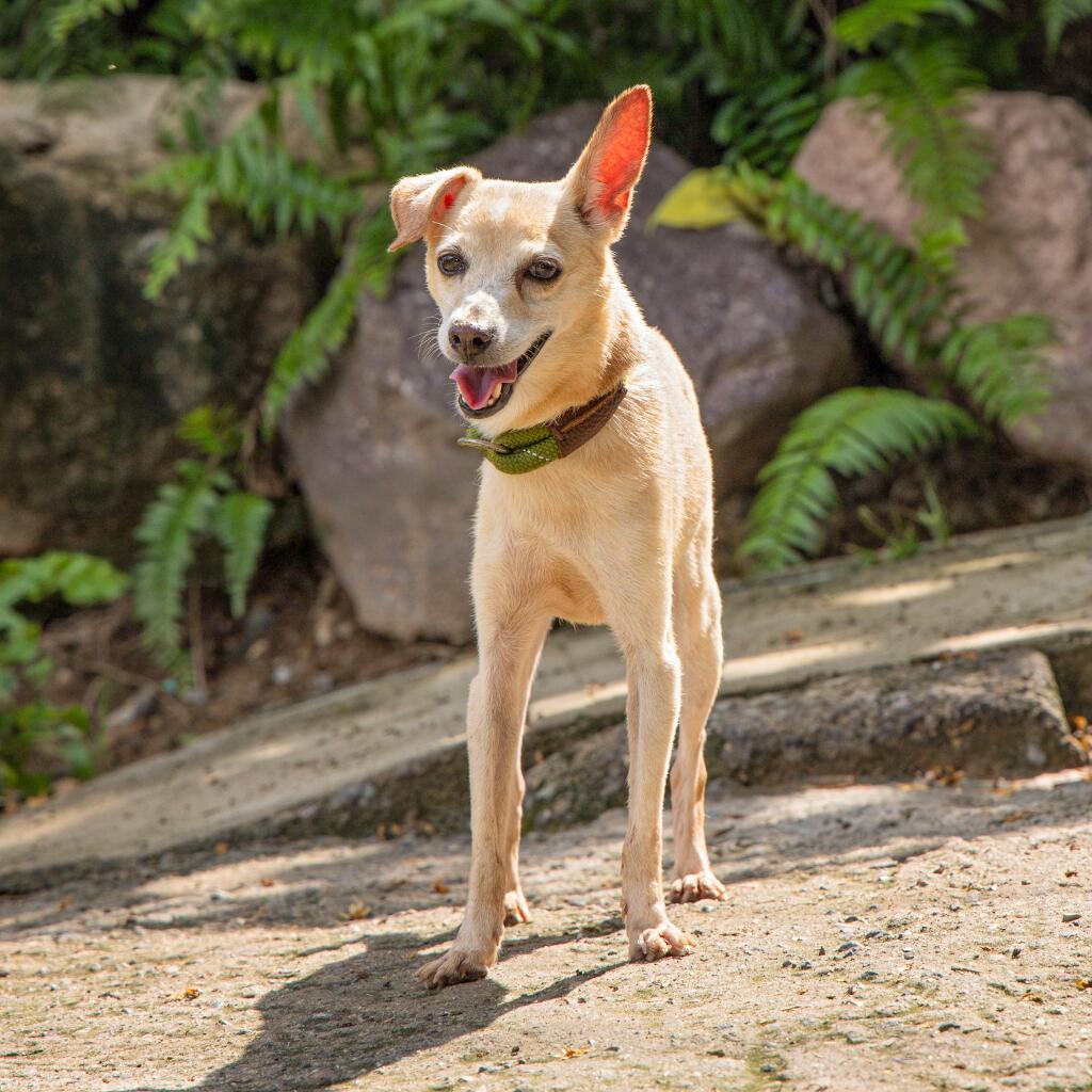 Estrella - Animal ID: 1782