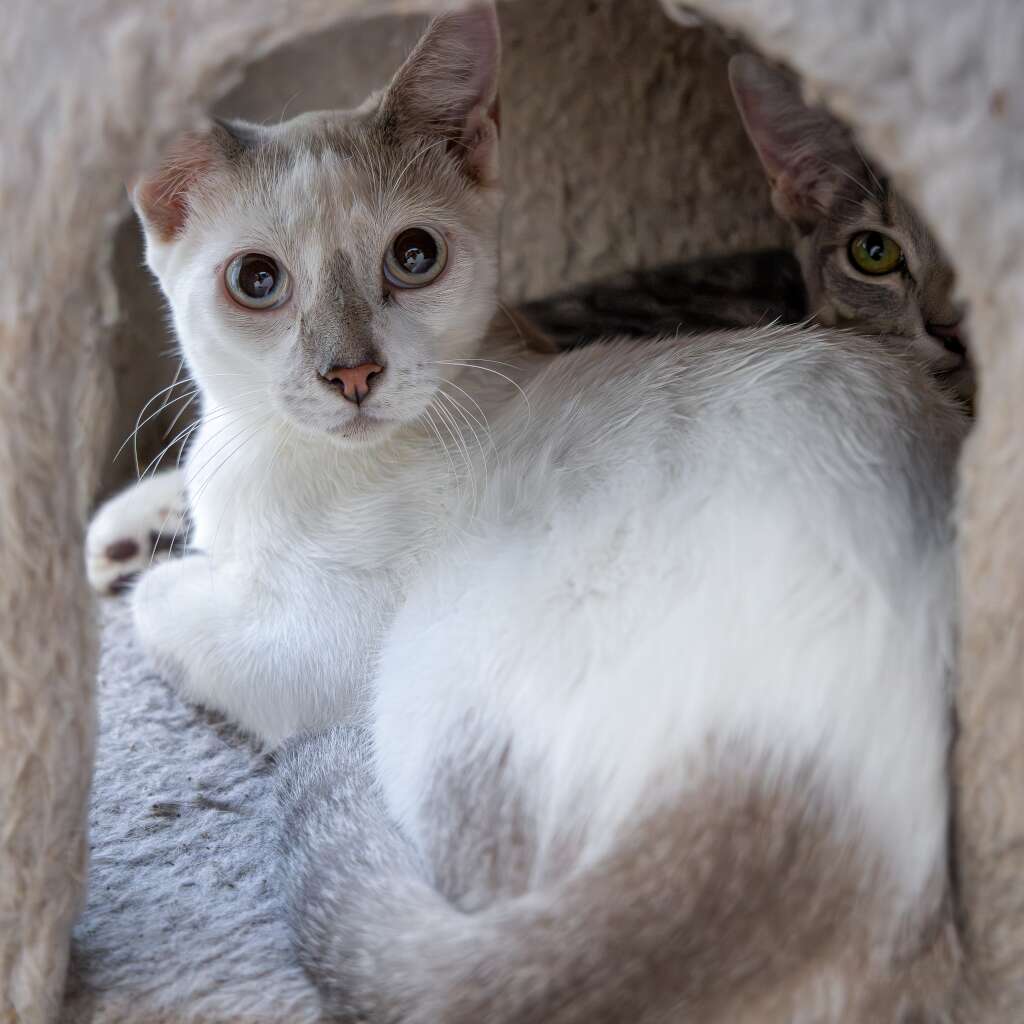 Tito