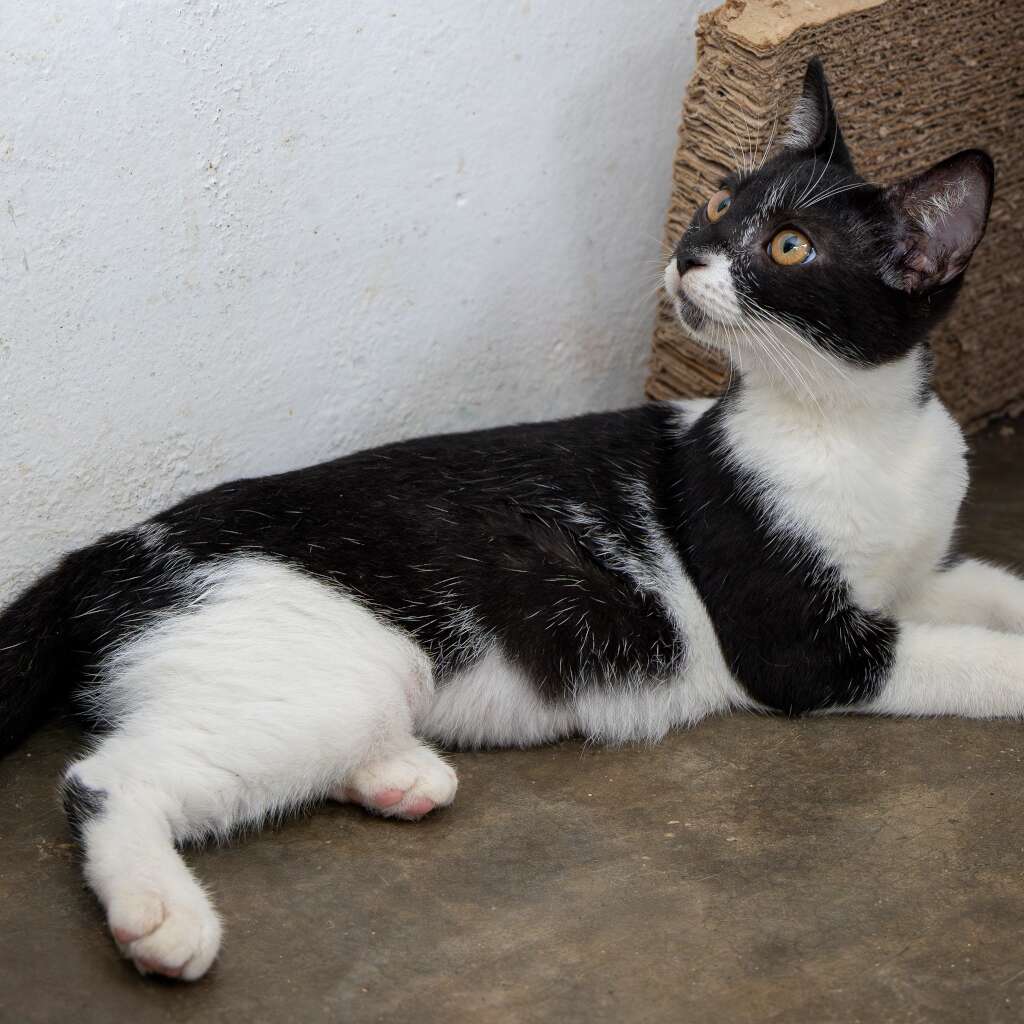 Caty
