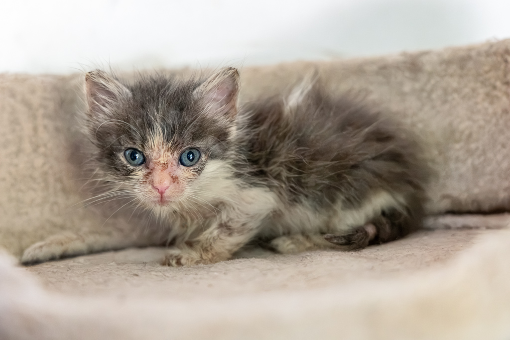 Berlioz