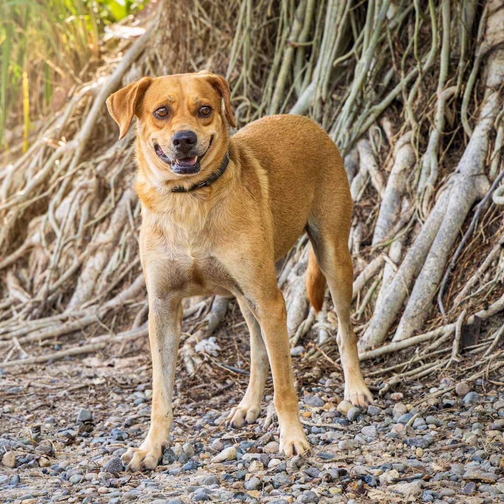 Buddy