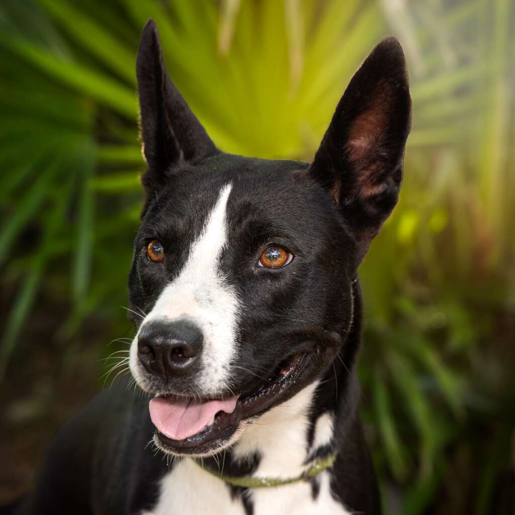 Tita
