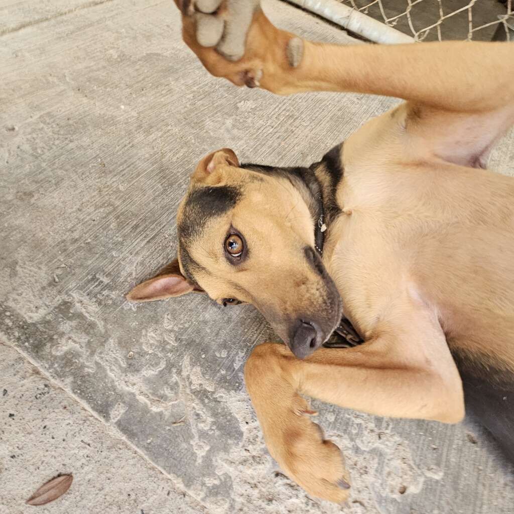 Mocha