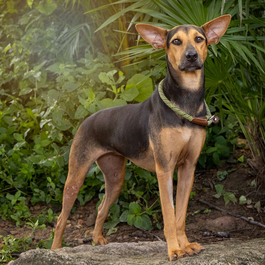 Mocha