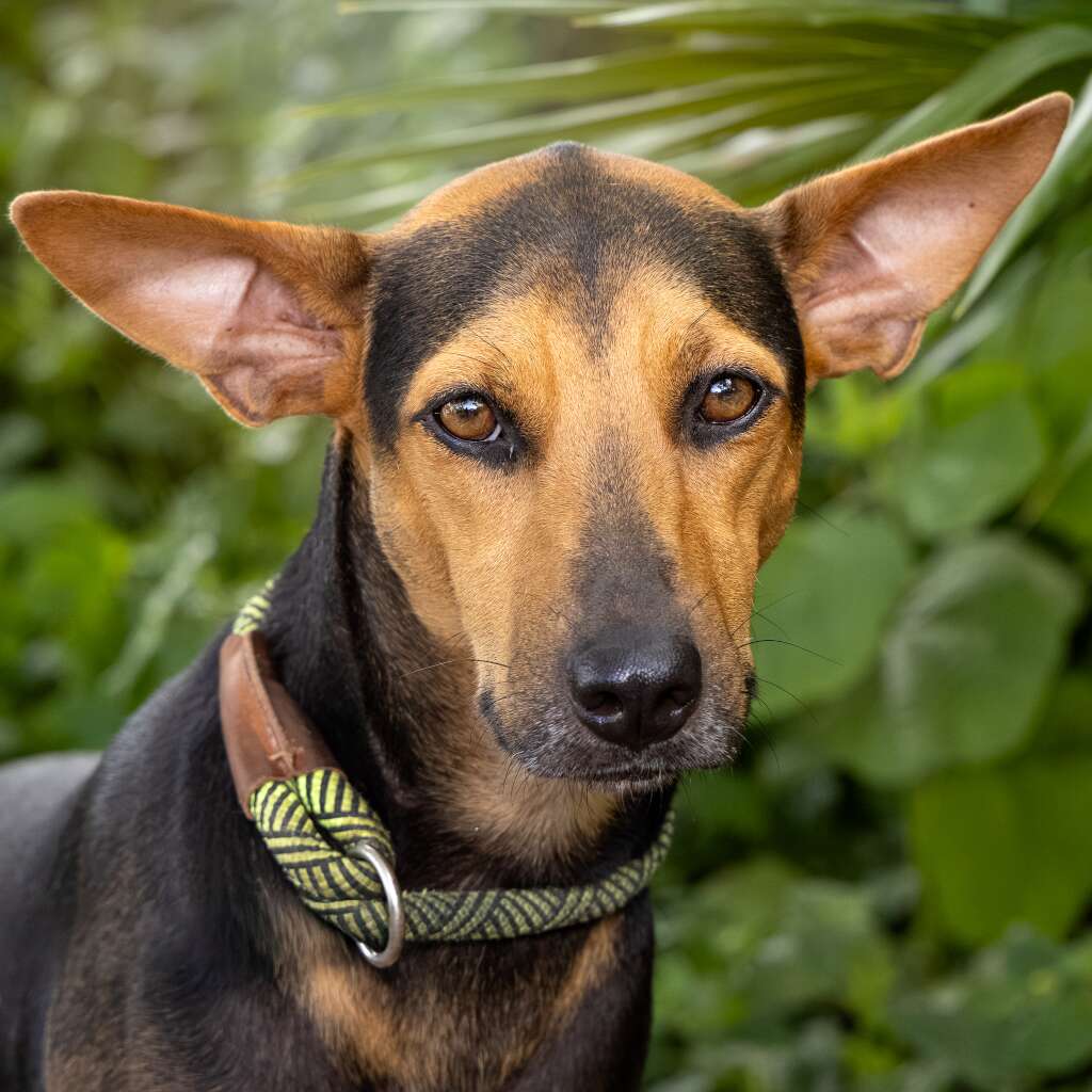 Mocha