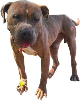 Balón
