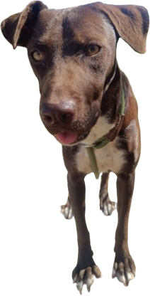 Bolilla