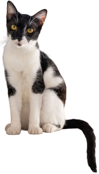 Caty