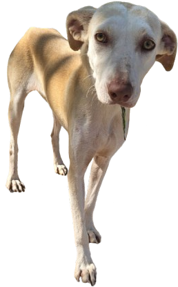 Lala