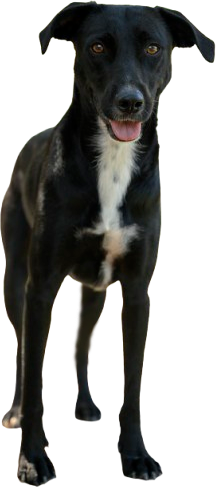 Rambo