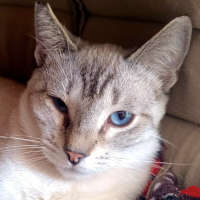 Alai