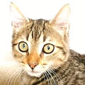 Alvin