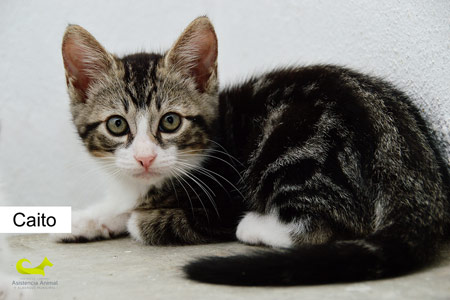Caíto