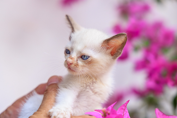 Cats