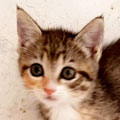 Chitara
