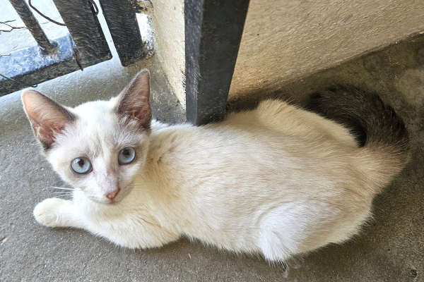 Dulce