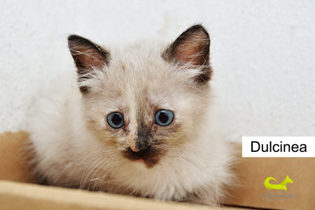 Dulcinea