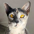 Eylín