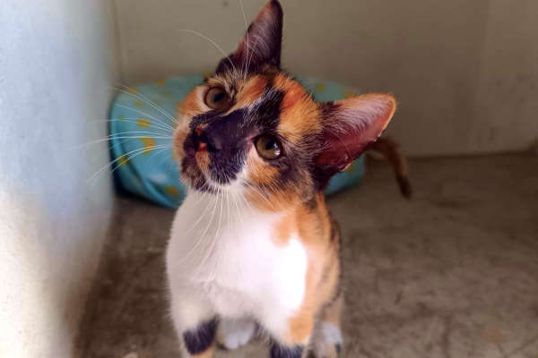 Meet Fifí - a cat that once lived at the Puerto Vallarta Municipal ...