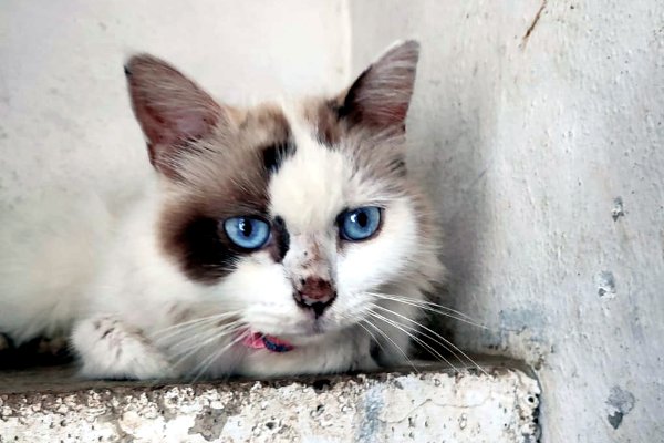 Gaia