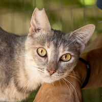 Gia
