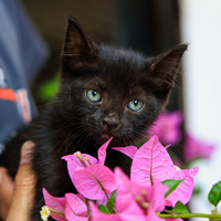 Kitkat