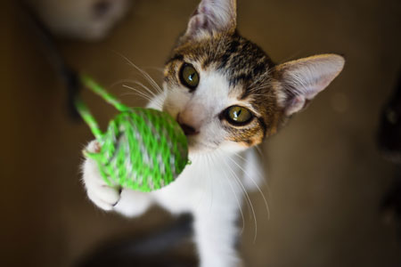 Kiwi