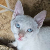 Lio