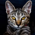 Nomi