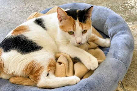 Penélope