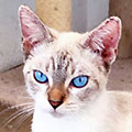 Pipa