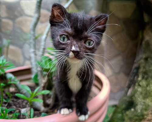 Cats