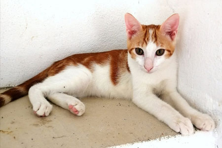 Romeo