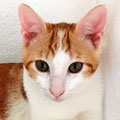 Romeo