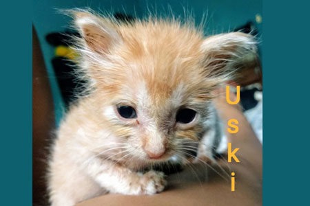 Uski