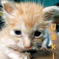 Uski