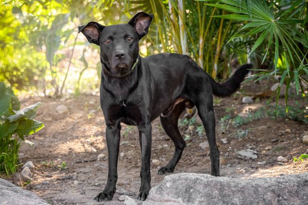 Blacky