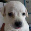 Buddy