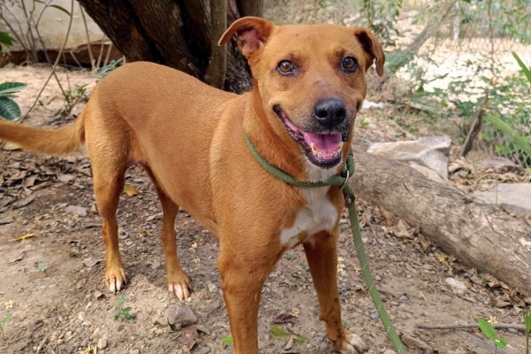 Canela