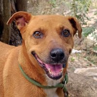 Canela