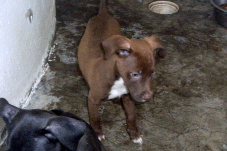 Choco