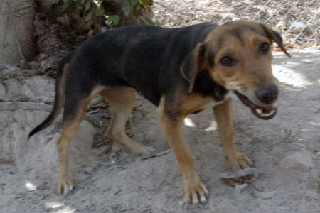 Chony