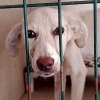 Copito