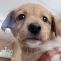 Darwin