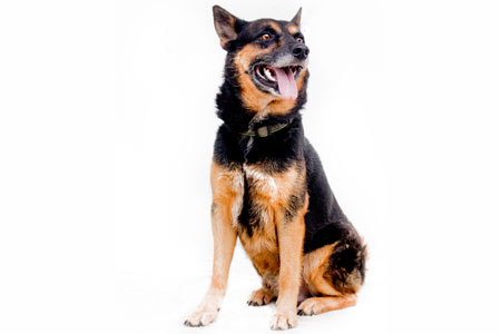 Dingo