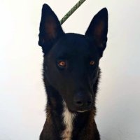 Drako