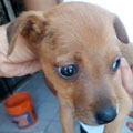 Everardo