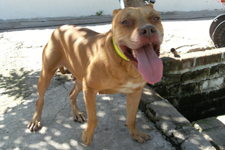 Greta