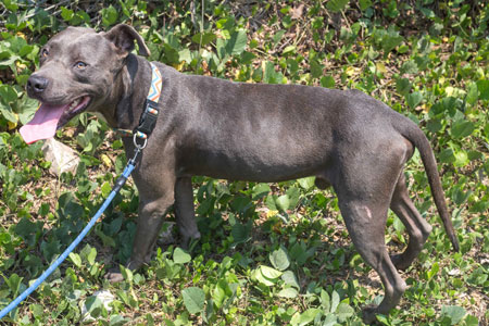 Kimbo